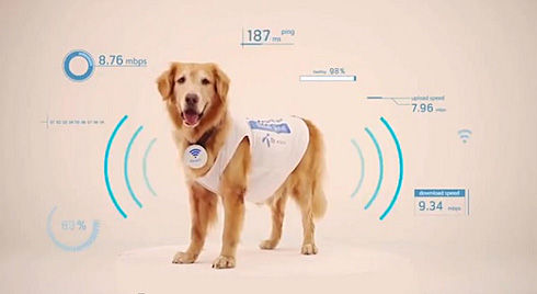 要給你的寵物注射RFID微芯片？